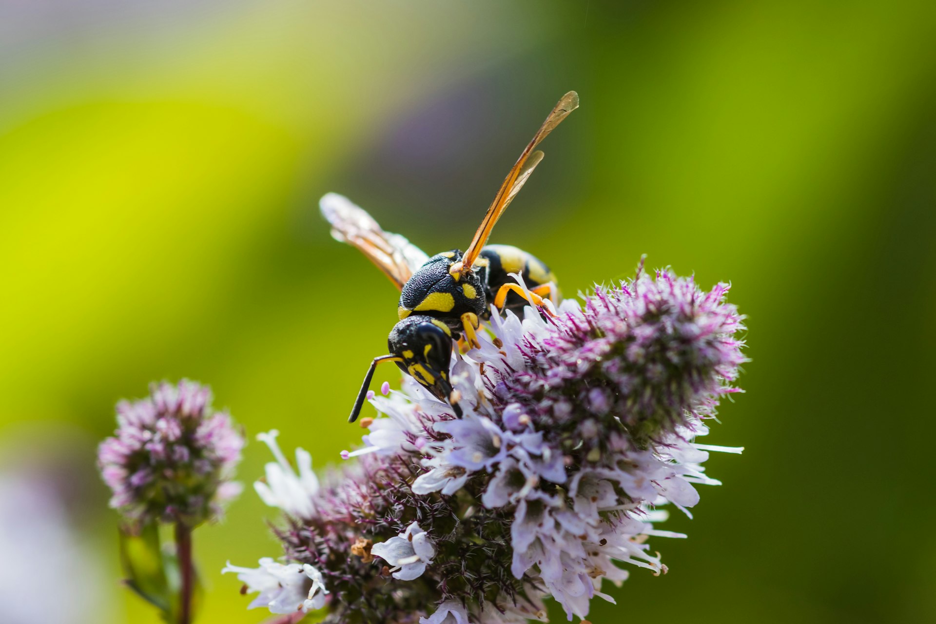 a bee sitting on top of a purple flower